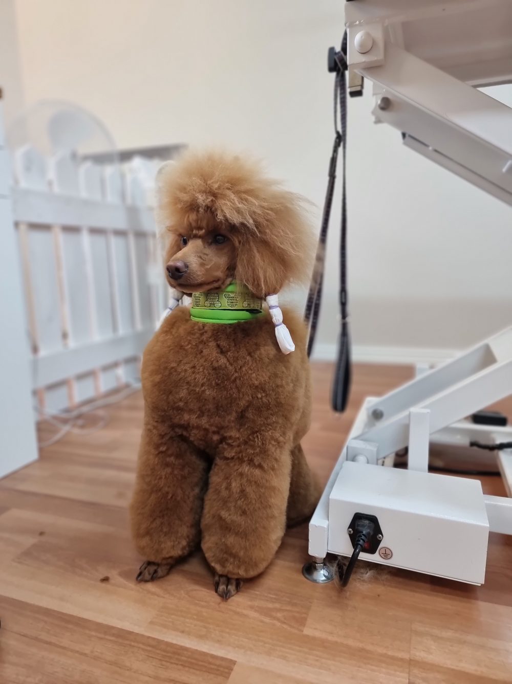 villakoiran näyttelytrimmaus