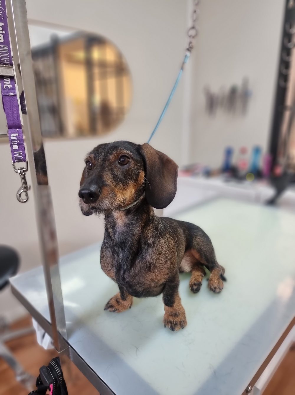 mäyräkoira dachshund