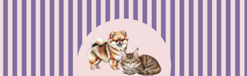 pomeranian mainecoon